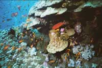 UW-Foto Bunte Korallenwand - Rotes Meer - Safaga