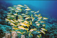 UW-Foto Schwarm Goldstriemen - Rotes Meer - Safaga