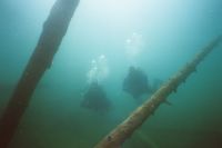 UW-Foto Zwei Taucher zwischen Baumst&auml;mmen