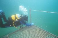 UW-Foto Vorsichtig n&auml;hern wir uns "Hasso" dem Killerzander