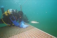 UW-Foto Der Killerzander bezieht seine Verteidigungsstellung