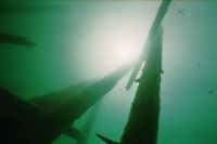 UW-Foto Baumst&auml;mme im Gegenlicht