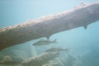 UW-Foto Zander im Schutz der eingeschwemmten Baumst&auml;mme