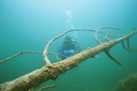 UW-Foto Buddy Yvonne hinter einem Baumstamm