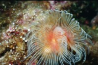 UW-Foto einer Schraubensabelle