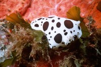 UW-Foto Leopardennacktschnecke vor rotem Schwamm