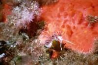 UW-Foto Fadenschnecke vor rotem Schwamm
