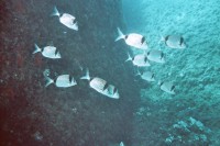 UW-Foto Schwarm Zweibindenbrassen