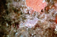 UW-Foto Fadenschnecke im Seegras
