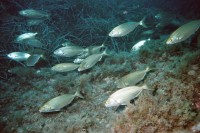 UW-Foto Goldstriemen &uuml;ber Seegras