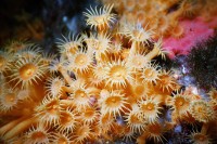 UW-Foto Ein "Strauss" gelber Krustenannemonen