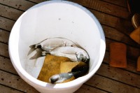 Foto Eine Brasse nach der anderen landet im Eimer