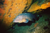 UW-Foto Gro&szlig;er Zackenbarsch vor einer Wand voller Krustenannemonen