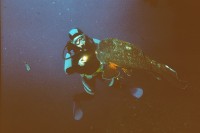 UW-Foto Ein Zackenbarsch be&auml;ugt neugierig meinen Buddy