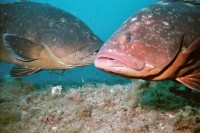 UW-Foto K&ouml;pfe zweier gro&szlig;er Zackis