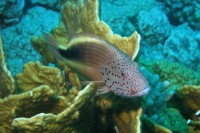 UW-Foto Gestreifter Korallenw&auml;chter