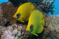 Foto Zwei Maskenfalterfische