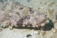 Foto Der Kopf eines Krokodilsfisches