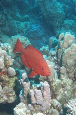 UW-Foto Ein Gro&szlig;augenriffbarsch an der S&uuml;dseite der Bucht