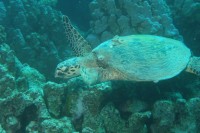 UW-Foto Eine Schildkr&ouml;te gibt sich die Ehre