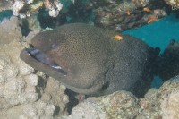 Foto Die riesige Mur&auml;ne "wohnt" im Hausriff