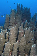 UW-Foto Gro&szlig;e Hartkorallenformationen pr&auml;gen das Bild der s&uuml;dlichen Buchtseite