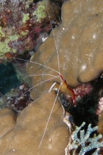 UW-Foto Wei&szlig;band-Putzergarnele