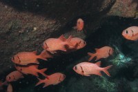 UW-Foto Wei&szlig;saum-Soldatenfische