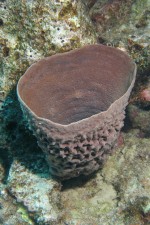 UW-Foto Stachel-R&ouml;hrenschwamm