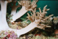 UW-Foto Weichkoralle