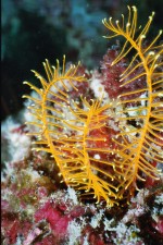 UW-Foto Haarsterne gibt es en masse - in allen Farbvarianten