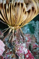 UW-Foto Mit den Cirren halten sich die Haarsterne am Untergrund fest