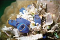 UW-Foto Ein "Nest" blauer Keulenseescheiden