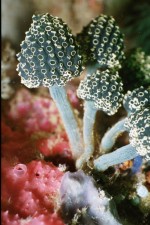 UW-Foto Keulenascidie