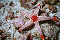 UW-Foto Ein Perlseestern reckt und streckt sich