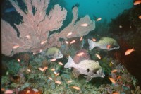 Foto S&uuml;&szlig;lippen und gro&szlig;e Gorgonien im Str&ouml;mungsschatten am "Canyon"