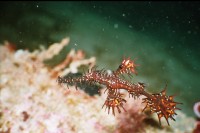 UW-Foto Geisterfetzenfisch