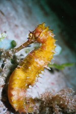 UW-Foto Seepferdchen am Hausriff