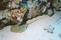 UW-Foto: Ein Blaubpunktrochen versteckt sich am Riff