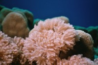 Makroaufnahme einer Grossen Anthelie