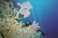 UW-Foto: Siggi hinter einer gro&szlig;en Feuerkoralle