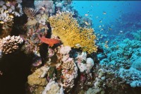 UW-Foto: Ein Juwelenzackenbarsch patroulliert durch sein Revier