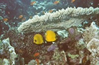 UW-Foto Zwei Maskenfalterfische unter einer Tischkoralle