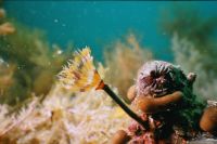 UW-Foto Schraubensabelle