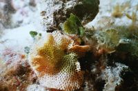 UW-Foto Moostierchen