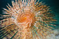 UW-Foto Schraubensabelle