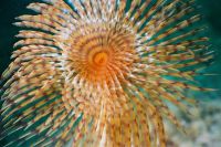 UW-Foto Schraubensabelle geöffnet