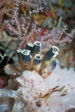 UW-Foto BlaueSeescheide auf blauen Krustenschwamm