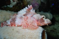 UW-Foto: Drachenkopf auf einem Schwamm
