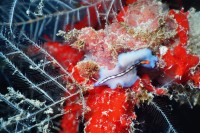 UW-Foto Strudelwurm auf rotem Schwamm